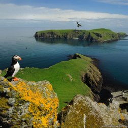 puffin-shiant-island-national-geographic-wallpaper